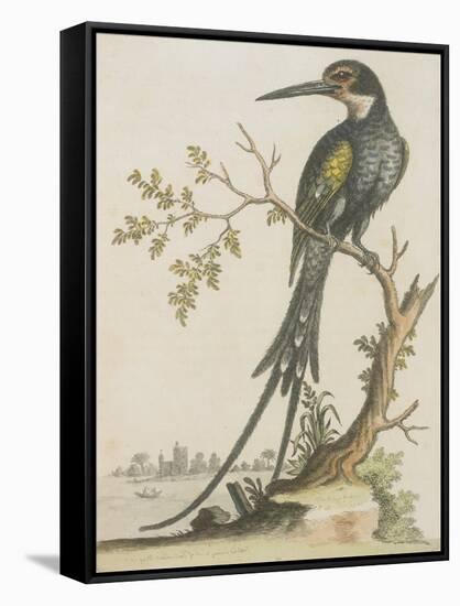 Kingfisher-null-Framed Stretched Canvas