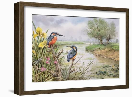 Kingfishers on the Riverbank-Carl Donner-Framed Giclee Print