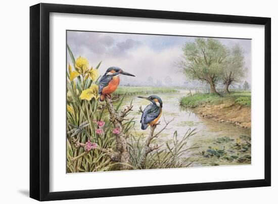 Kingfishers on the Riverbank-Carl Donner-Framed Giclee Print