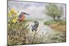 Kingfishers on the Riverbank-Carl Donner-Mounted Giclee Print