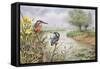 Kingfishers on the Riverbank-Carl Donner-Framed Stretched Canvas