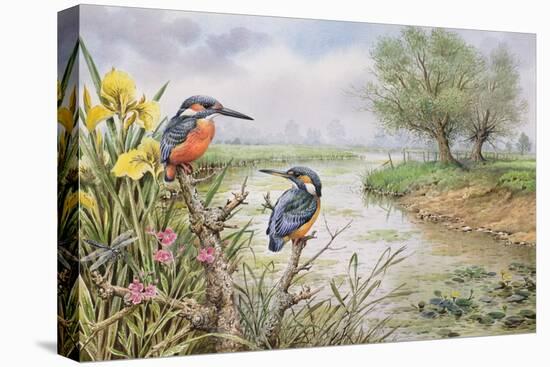 Kingfishers on the Riverbank-Carl Donner-Stretched Canvas
