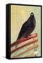 Kingly Court Pigeon, 2013,-Nancy Moniz Charalambous-Framed Stretched Canvas