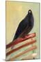 Kingly Court Pigeon, 2013,-Nancy Moniz Charalambous-Mounted Giclee Print