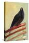 Kingly Court Pigeon, 2013-Nancy Moniz-Stretched Canvas