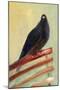 Kingly Court Pigeon, 2013-Nancy Moniz-Mounted Giclee Print