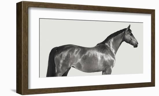 Kingsman Cavalier, English Thoroughbred-Pangea Images-Framed Giclee Print