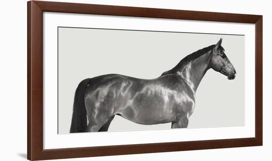 Kingsman Cavalier, English Thoroughbred-Pangea Images-Framed Giclee Print