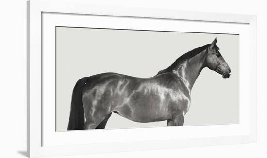 Kingsman Cavalier, English Thoroughbred-Pangea Images-Framed Giclee Print