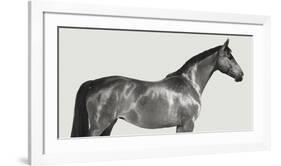 Kingsman Cavalier, English Thoroughbred-Pangea Images-Framed Giclee Print