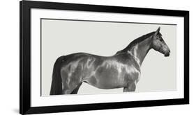 Kingsman Cavalier, English Thoroughbred-Pangea Images-Framed Giclee Print