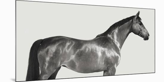 Kingsman Cavalier, English Thoroughbred-Pangea Images-Mounted Giclee Print