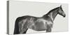 Kingsman Cavalier, English Thoroughbred-Pangea Images-Stretched Canvas