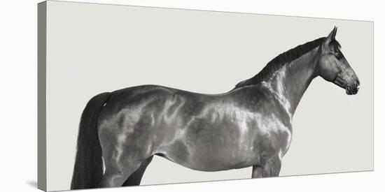 Kingsman Cavalier, English Thoroughbred-Pangea Images-Stretched Canvas