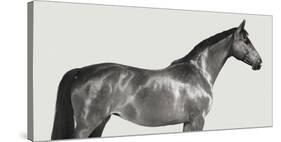 Kingsman Cavalier, English Thoroughbred-Pangea Images-Stretched Canvas