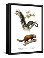 Kinkajou, 1860-null-Framed Stretched Canvas