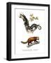 Kinkajou, 1860-null-Framed Giclee Print