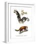 Kinkajou, 1860-null-Framed Giclee Print