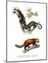 Kinkajou, 1860-null-Mounted Giclee Print