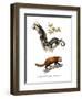 Kinkajou, 1860-null-Framed Giclee Print