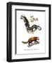 Kinkajou, 1860-null-Framed Giclee Print