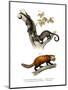 Kinkajou, 1860-null-Mounted Giclee Print