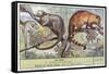 Kinkajou and Coatimundi-null-Framed Stretched Canvas