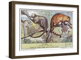 Kinkajou and Coatimundi-null-Framed Premium Giclee Print