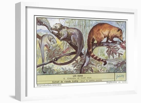 Kinkajou and Coatimundi-null-Framed Premium Giclee Print