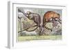 Kinkajou and Coatimundi-null-Framed Art Print