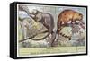 Kinkajou and Coatimundi-null-Framed Stretched Canvas