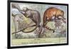 Kinkajou and Coatimundi-null-Framed Art Print