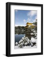 Kinkaku-ji Temple (Golden Pavilion), UNESCO World Heritage Site, in winter, Kyoto, Japan, Asia-Damien Douxchamps-Framed Photographic Print