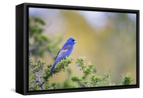Kinney County, Texas. Black Capped Viroe Foraging in Juniper-Larry Ditto-Framed Stretched Canvas