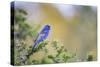 Kinney County, Texas. Black Capped Viroe Foraging in Juniper-Larry Ditto-Stretched Canvas