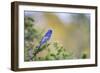 Kinney County, Texas. Black Capped Viroe Foraging in Juniper-Larry Ditto-Framed Photographic Print