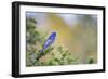 Kinney County, Texas. Black Capped Viroe Foraging in Juniper-Larry Ditto-Framed Photographic Print