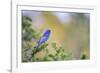 Kinney County, Texas. Black Capped Viroe Foraging in Juniper-Larry Ditto-Framed Photographic Print