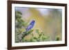 Kinney County, Texas. Black Capped Viroe Foraging in Juniper-Larry Ditto-Framed Photographic Print