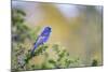 Kinney County, Texas. Black Capped Viroe Foraging in Juniper-Larry Ditto-Mounted Photographic Print