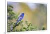 Kinney County, Texas. Black Capped Viroe Foraging in Juniper-Larry Ditto-Framed Photographic Print