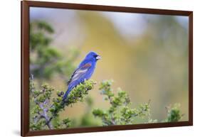 Kinney County, Texas. Black Capped Viroe Foraging in Juniper-Larry Ditto-Framed Photographic Print