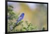 Kinney County, Texas. Black Capped Viroe Foraging in Juniper-Larry Ditto-Framed Photographic Print