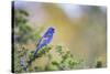 Kinney County, Texas. Black Capped Viroe Foraging in Juniper-Larry Ditto-Stretched Canvas