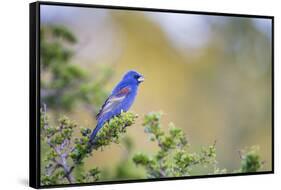 Kinney County, Texas. Black Capped Viroe Foraging in Juniper-Larry Ditto-Framed Stretched Canvas