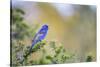 Kinney County, Texas. Black Capped Viroe Foraging in Juniper-Larry Ditto-Stretched Canvas