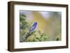 Kinney County, Texas. Black Capped Viroe Foraging in Juniper-Larry Ditto-Framed Photographic Print