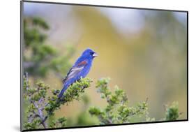 Kinney County, Texas. Black Capped Viroe Foraging in Juniper-Larry Ditto-Mounted Photographic Print