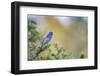 Kinney County, Texas. Black-capped Viroe (Vireo atricapillus) male foraging in juniper-Larry Ditto-Framed Photographic Print