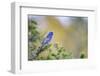 Kinney County, Texas. Black-capped Viroe (Vireo atricapillus) male foraging in juniper-Larry Ditto-Framed Photographic Print